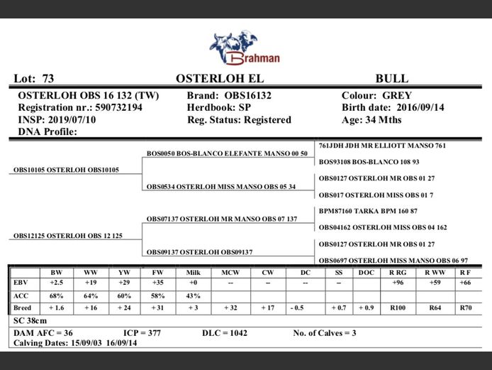 OSTERLOH BRAHMAN OBS16132