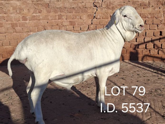 5537 | FRANCOIS VAN RENSBURG