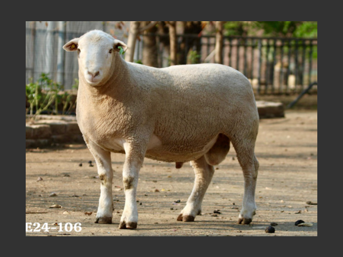 HE  240106 | EKSTEENS HATARI