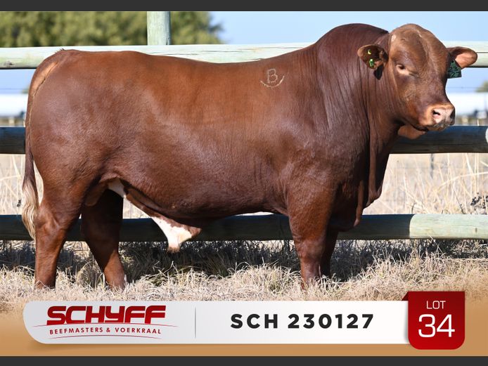 SCH 230127