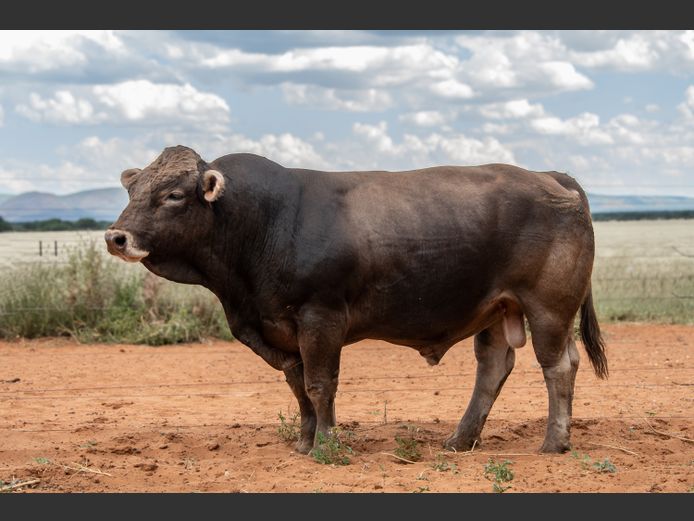 22-0195LDJ | CHARITY BRAUNVIEH