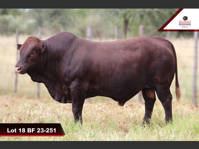 BF 230251 | BUCKRIDGE BONSMARAS