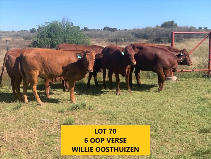 Commercial Animals | Willie Oosthuizen