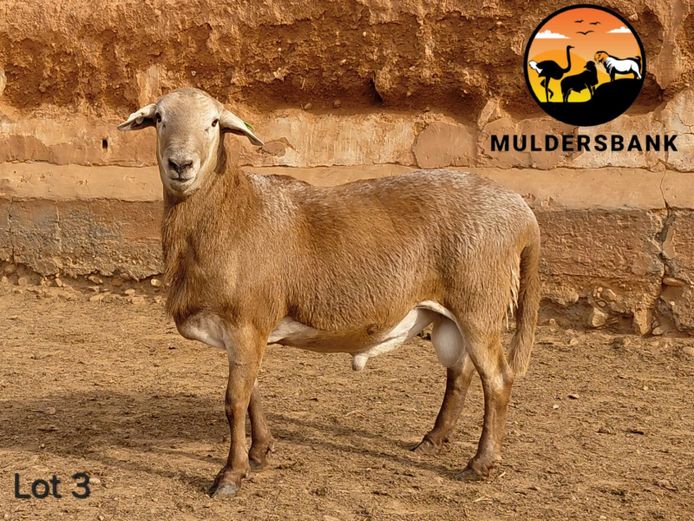 24-046 | Jaco Mulder - Muldersbank Meatmasters