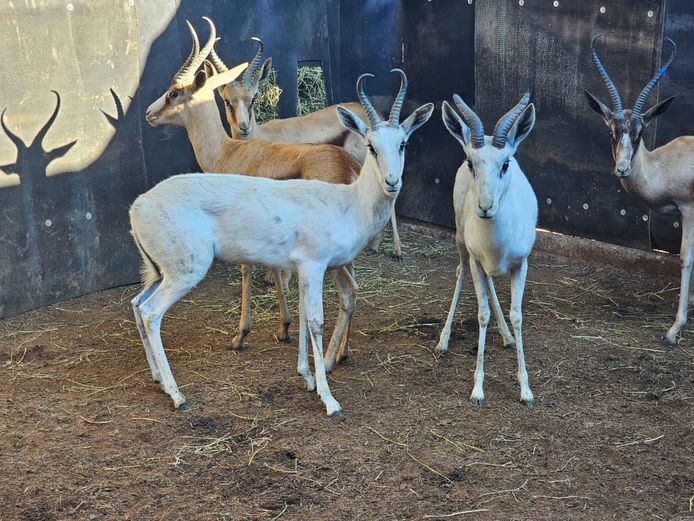 WHITE SPRINGBUCK | DH CILLIERS