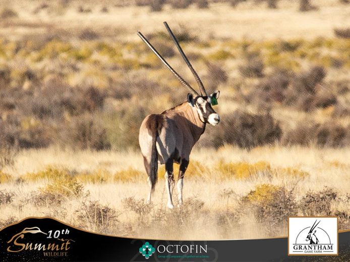 42 7/8" Oryx Bull
