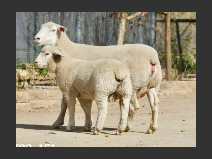 DZ  230151 | 2 STEYNS BOERDERY