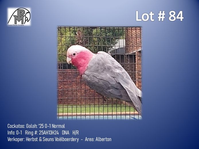 0-1 '25 Cockatoo: Galah: Normal - Herbst & Seuns Voëlboerdery