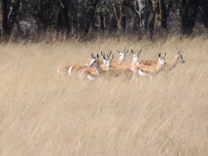 SPRINGBOK OOIE