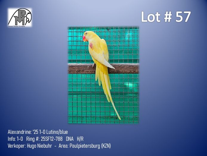 1-0 '25 Alexandrine: Lutino/blue - Hugo Niebuhr