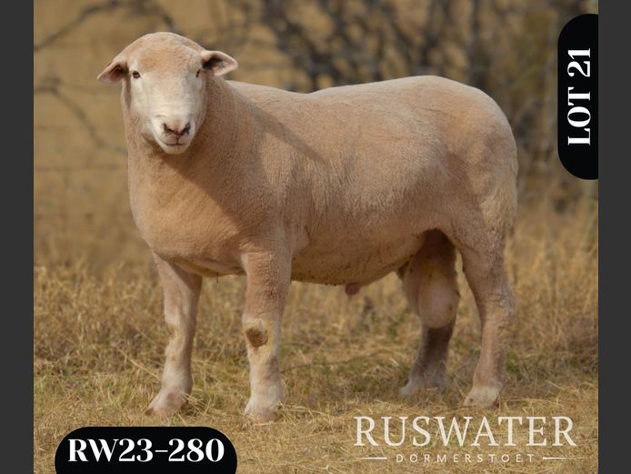 RW 230280 | LA ME DORMERS