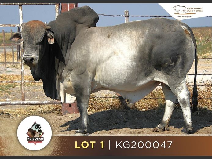 20-0047KG | GUNZEL BORANE 