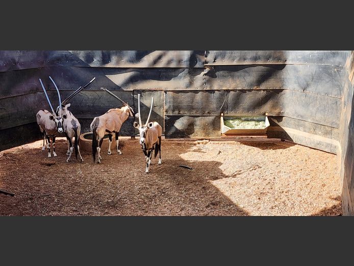 GEMSBOKKE | KUDU RANCH