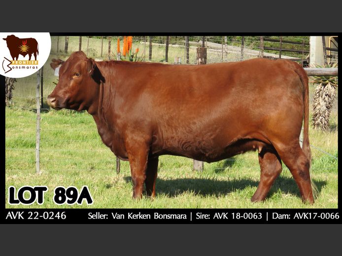 AVK220246 | VAN KERKEN BONSMARA