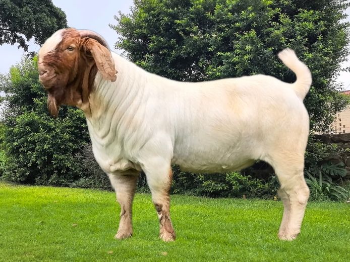 116240194 | Paardefontein Boerbokstoet