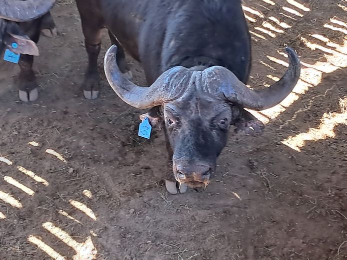 Buffalo Bull | SANParks - Addo Elephant National Park