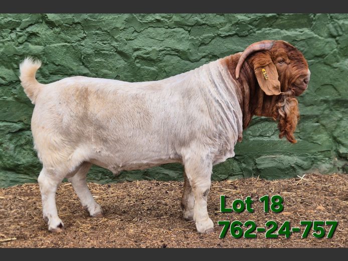 762240757 | Tekoa Boerbokstoet