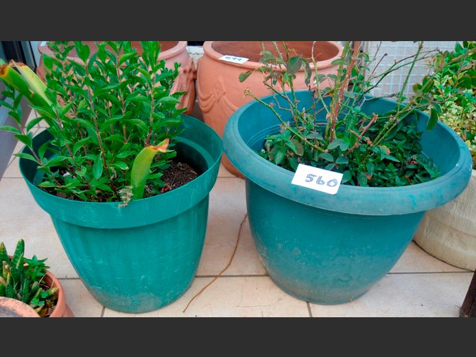 LOT: 2 x GREEN PLANTERS WITH PLANTS