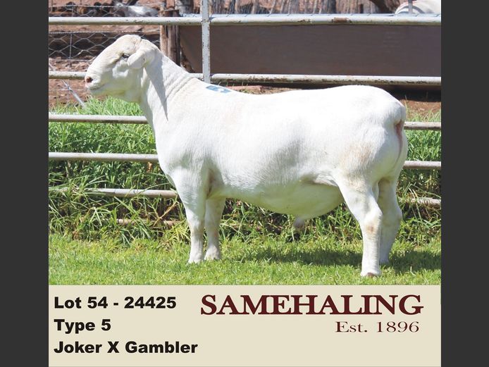 24425-331 | SAMEHALING  WIT DORPERS