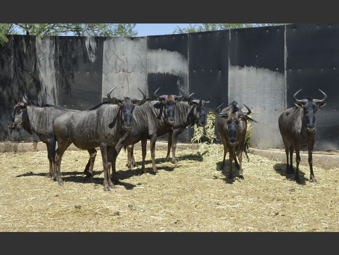 Blouwildebees | Deelkraal