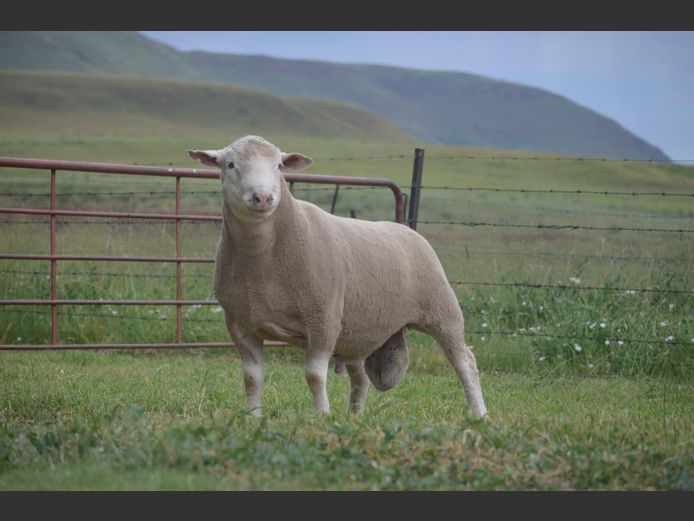 591 | TWEE BROERS DORMER STOET