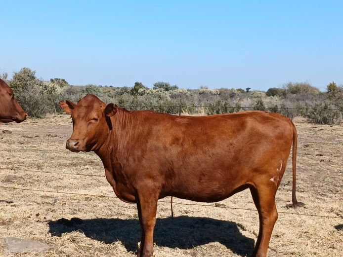 AB 230096 | CCR BEEF (PTY) LTD