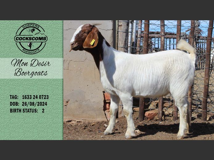 1633 24 0723 | Mon Desir Boergoats
