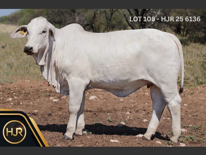 Commercial Animals | HJR