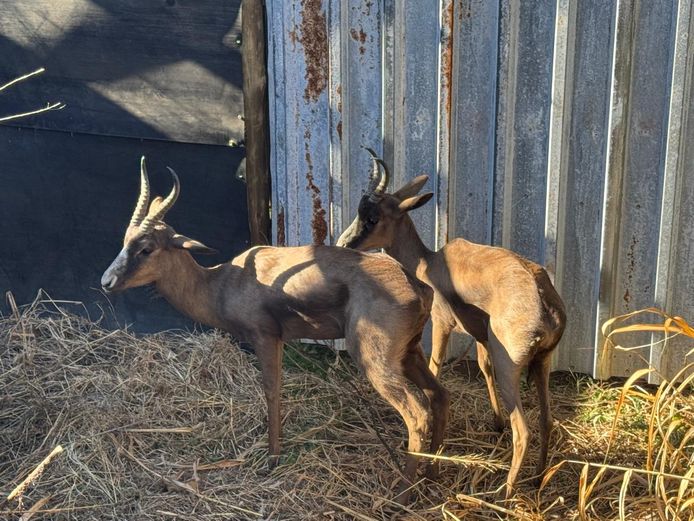 SWART SPRINGBOK