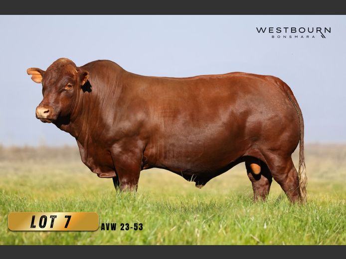AVW 230053 | WESTBOURN BONSMARAS