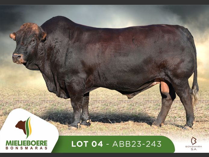 ABB 230243 | ALLEM BROTHERS (PTY) LTD