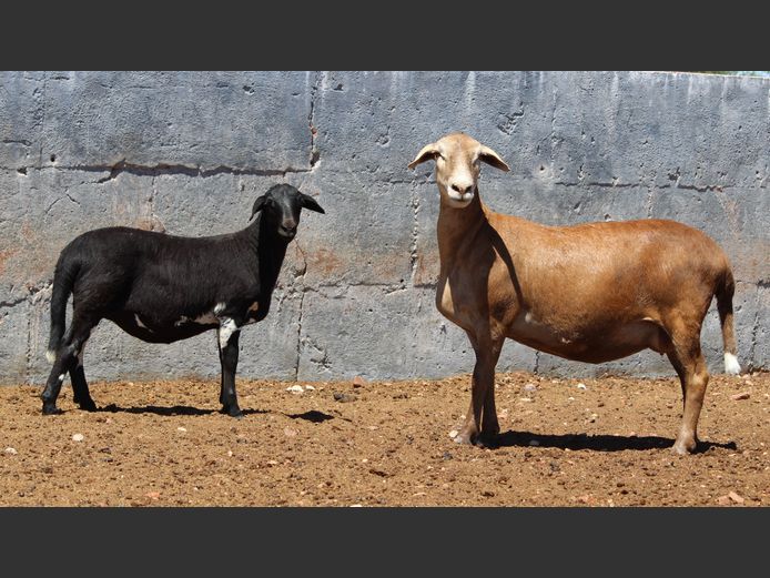 CRL 23.380 | Riaan Liebernberg - Hanri Meatmasters