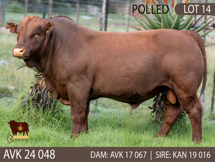 AVK 240048 | VAN KERKEN BONSMARA