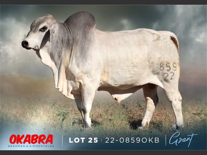 22-0859OKB | OKABRA BRAHMAN