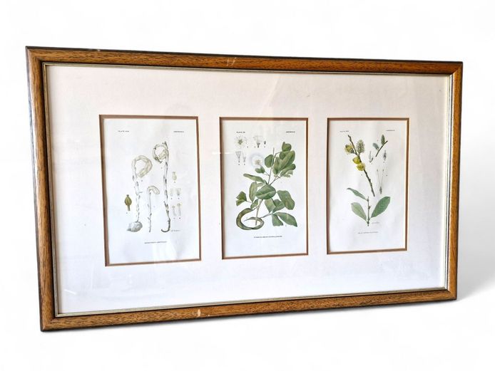 Framed Set of Three Vintage Botanical Prints