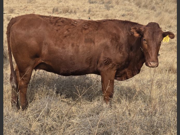 Commercial Animals
