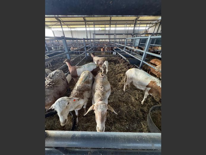 MEATMASTER | LOUMA BOERDERY