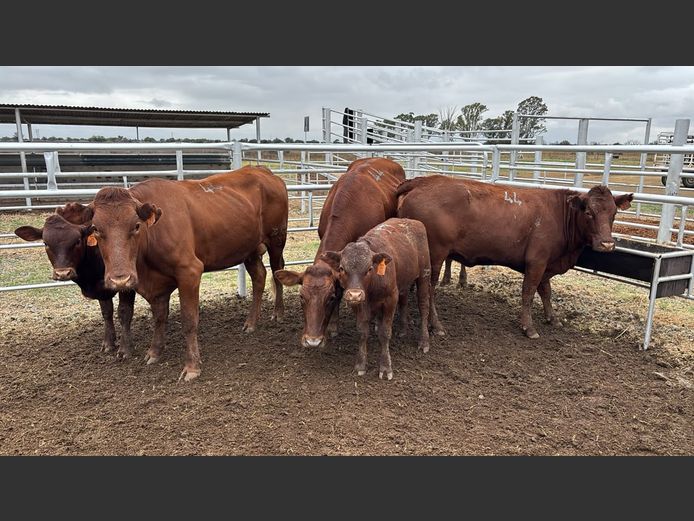 Commercial Animals