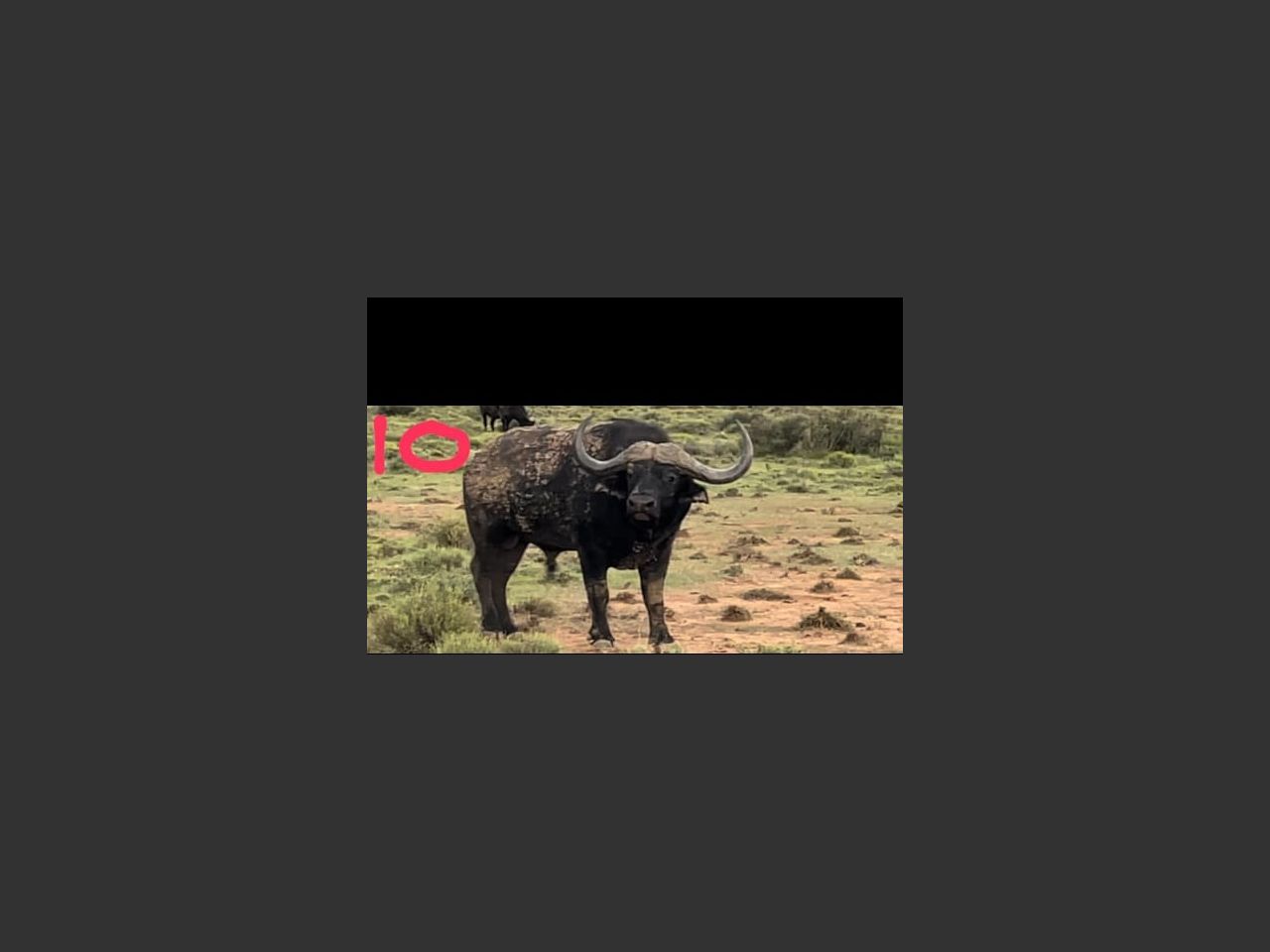 images