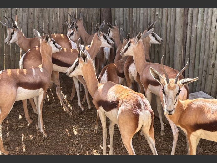 Springbokke