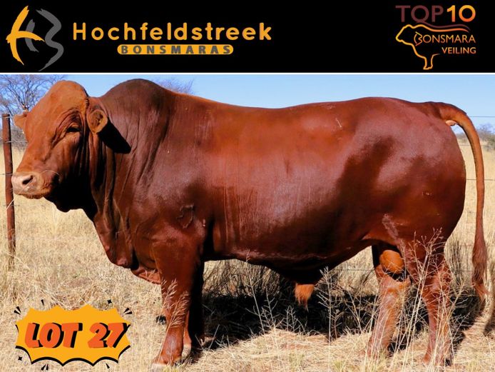 HOCHFELDSTREEK BONSMARAS | HMB 220101
