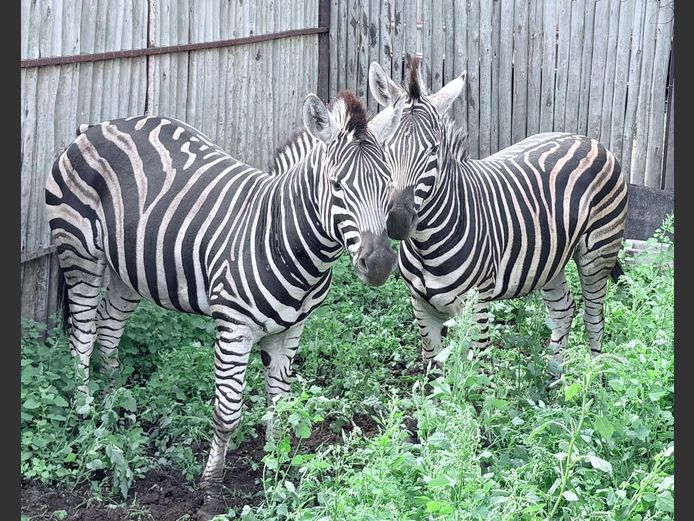 Zebras