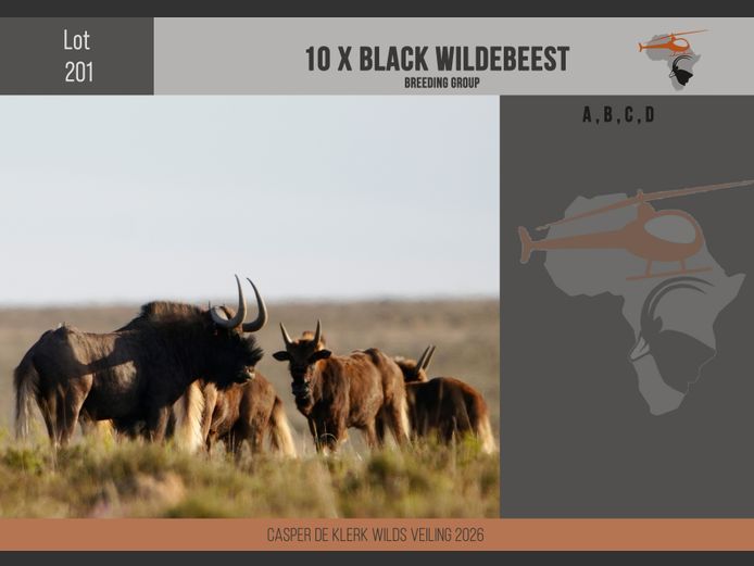 Black Wildebeest