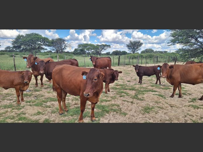 Commercial Animals | Denbot Bonsmaras