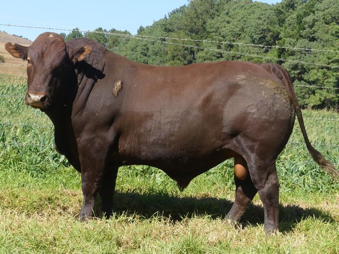 LAR 230241 | UP GEORGE FARMS CC