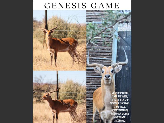 Lechwe