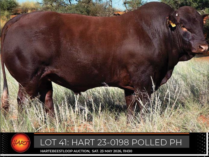 HART230198Pp(c) | HARTEBEESTLOOP BONSMARA