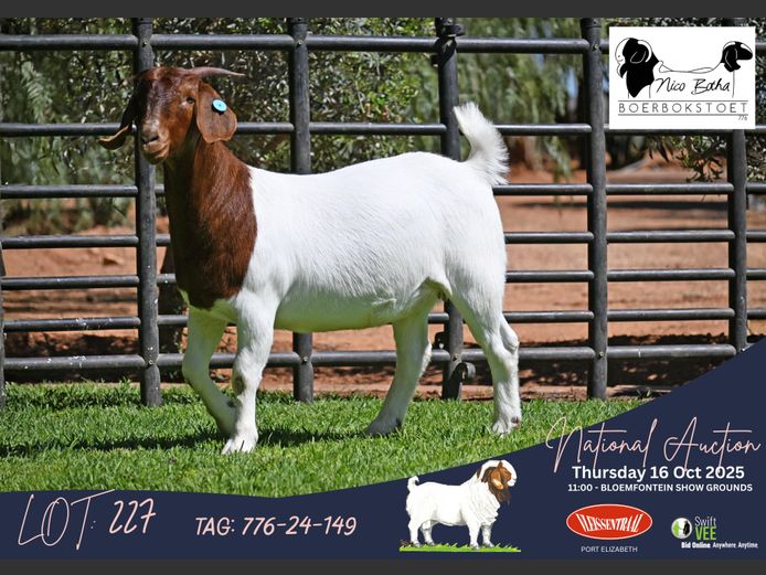 776-24-149 | Casper Byleveld (Nico Botha Boerbokstoet)