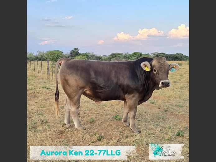 22-0077LLG | AURORA BRAUNVIEH