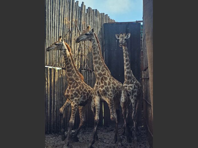 GIRAFFE | NYLSVLEI